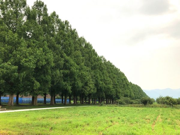 メタセコイア並木